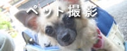 ペット２.jpg